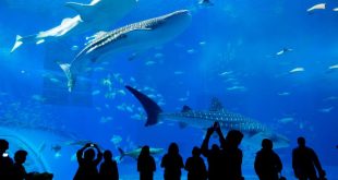 Visit Dubai Mall Aquarium