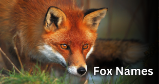 Fox Names